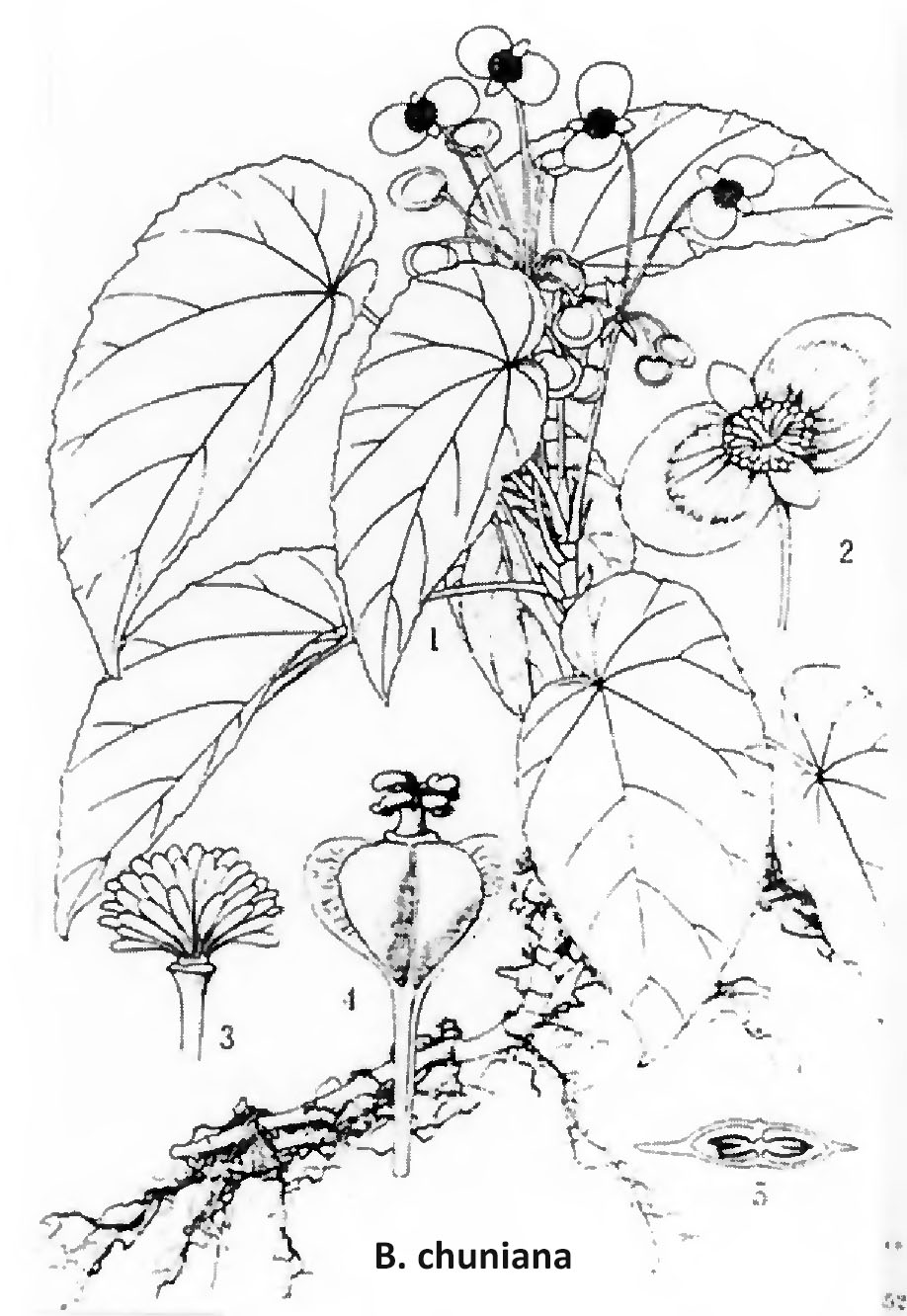 B. chuniana